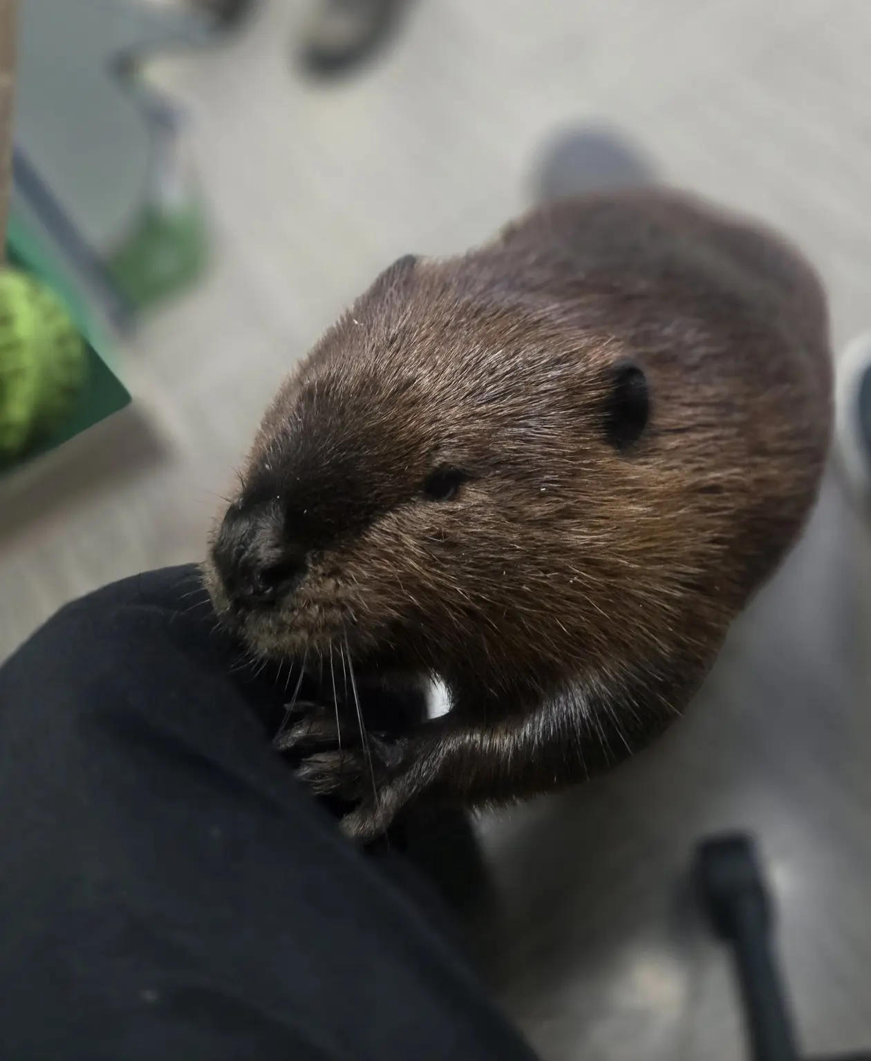 A curious beaver reaching its paws onto a person’s leg at the Aquatarium
